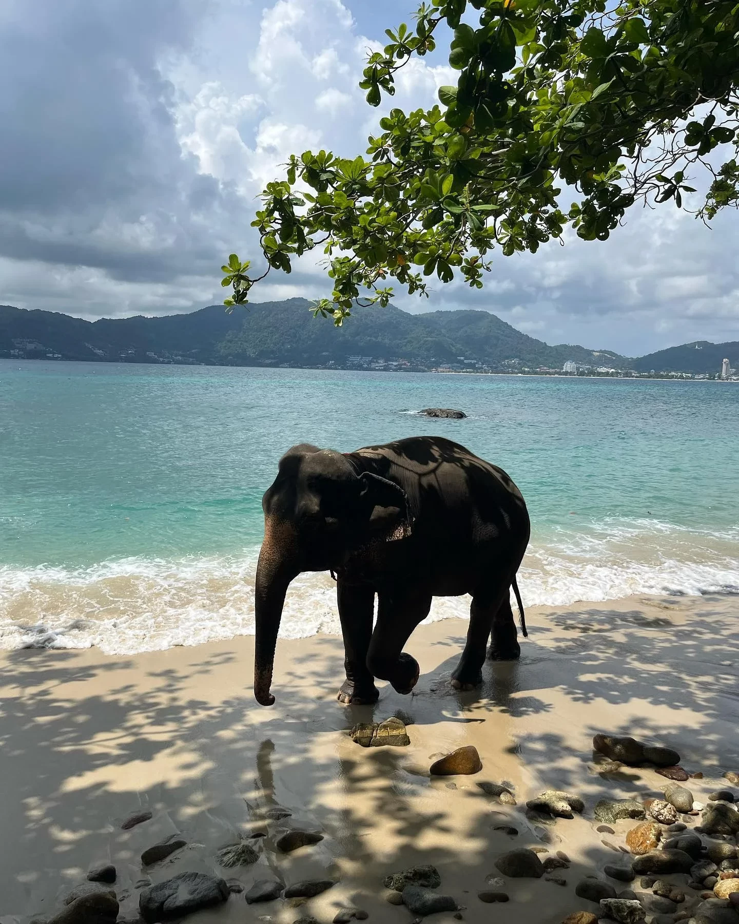 phuket-elephant-on-the-beach-20.webp