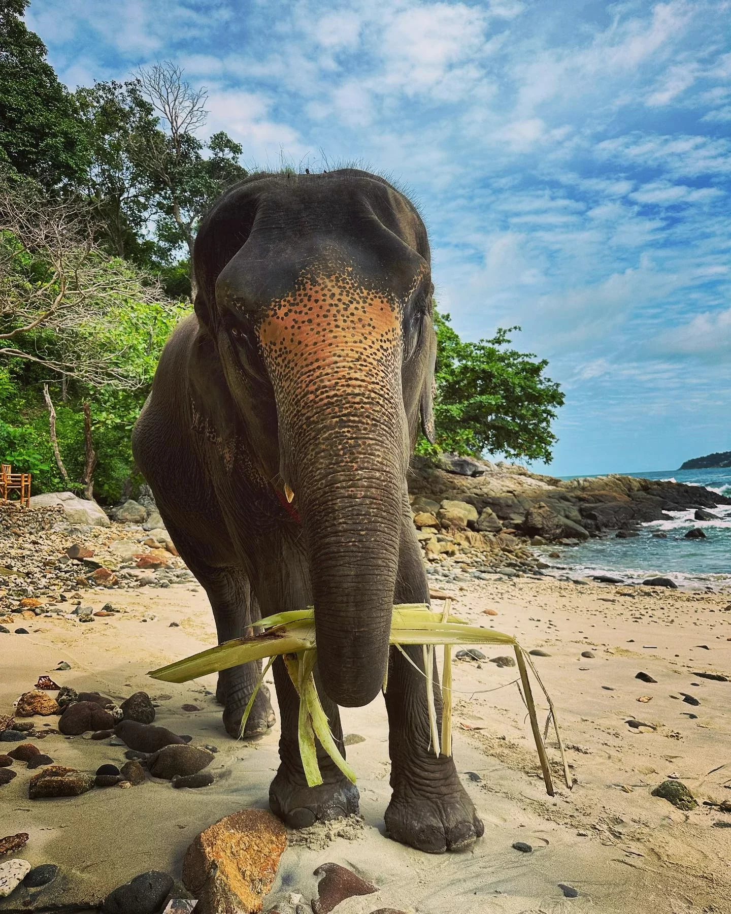 phuket-elephant-on-the-beach-56.webp