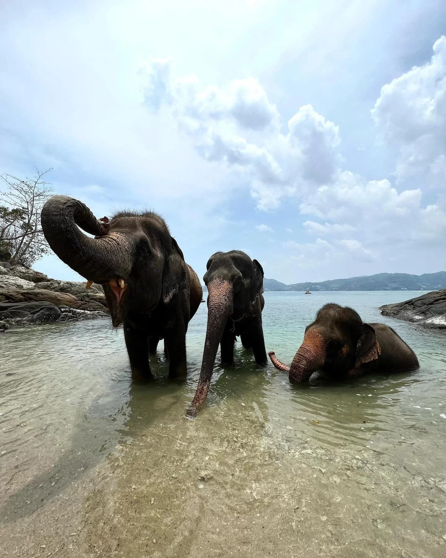 phuket-elephant-on-the-beach-7.webp